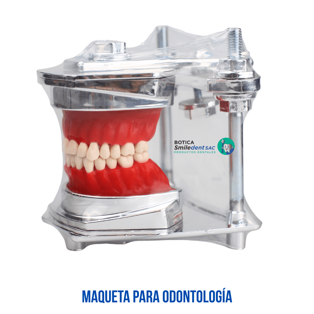 Maqueta Para Odontologìa